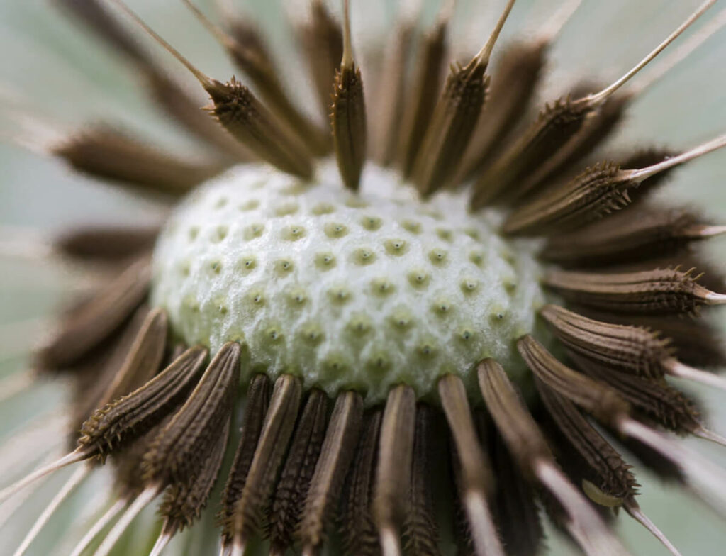 Close up image of a flower.