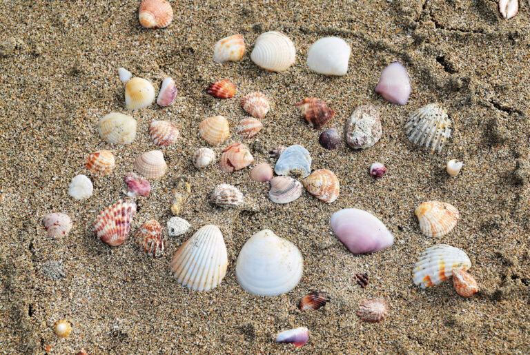 A collection of shells on the sand.