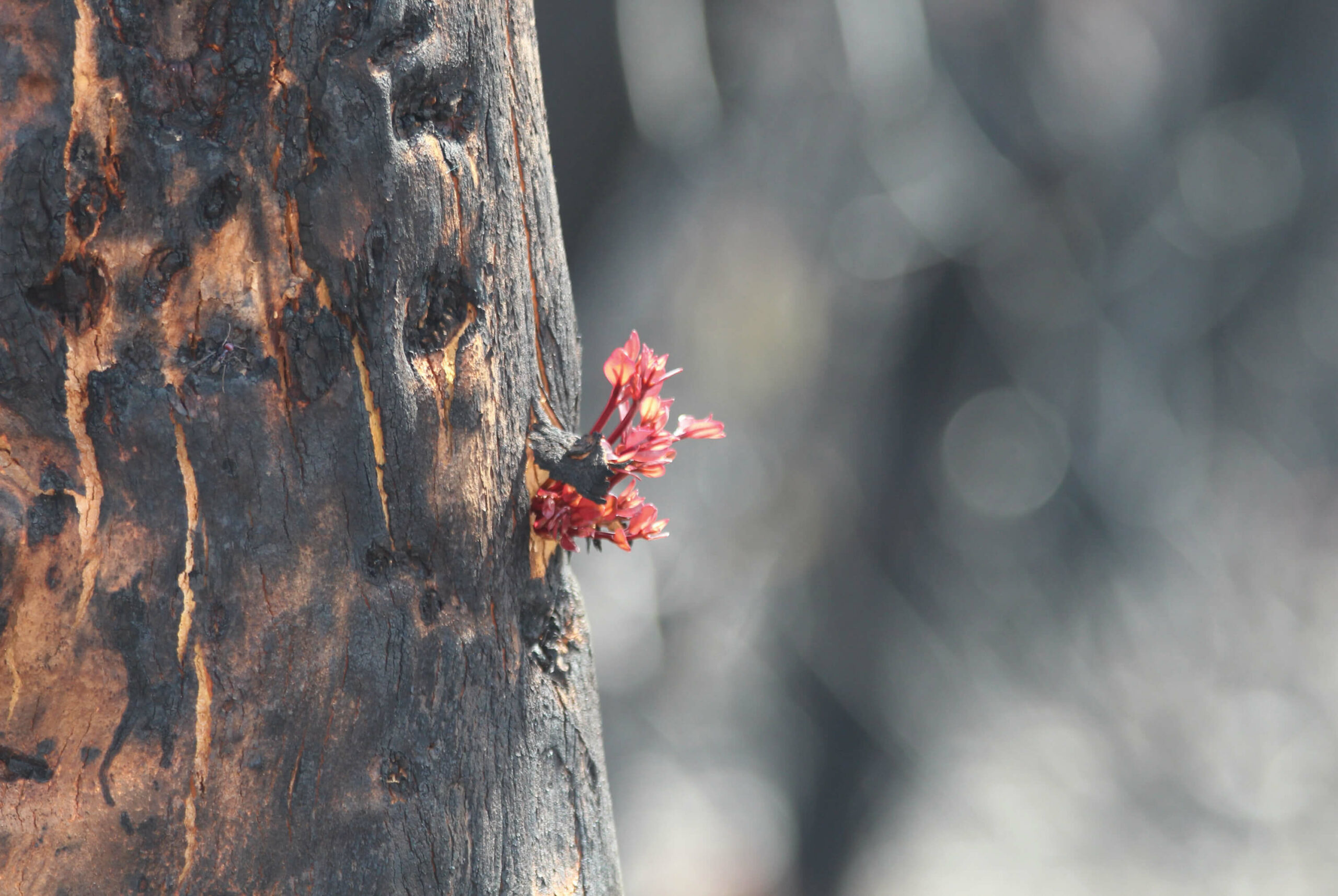 New pink leaf growth bursting through a charred bark tree trunk after a bushfire.