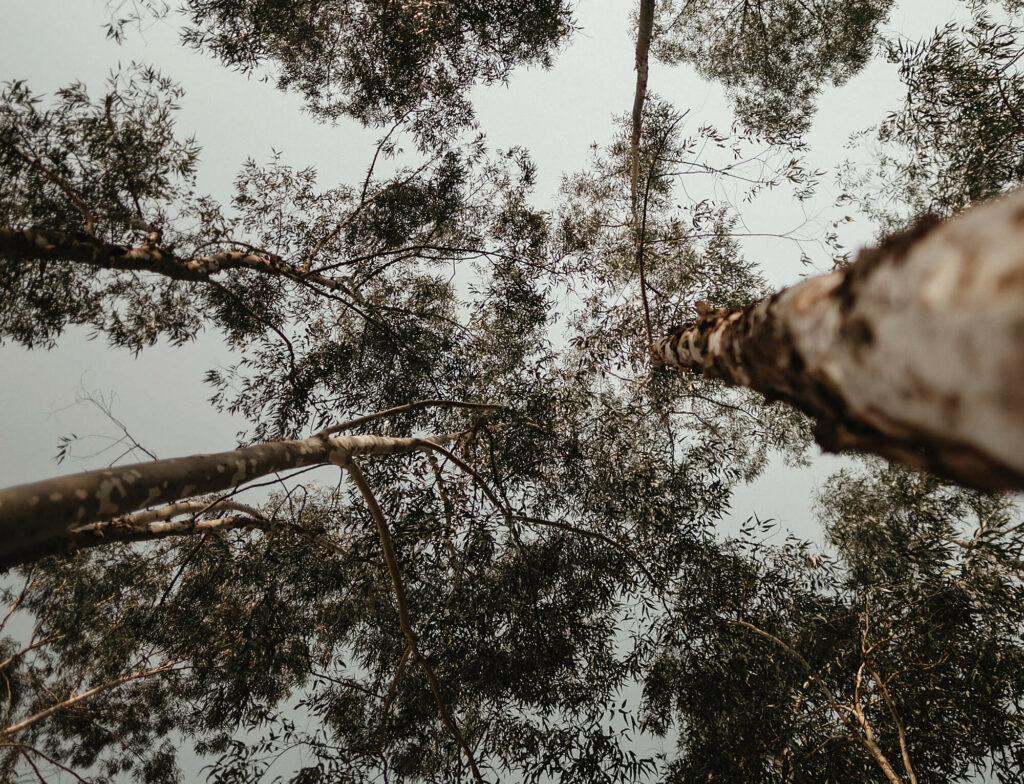 Looking up at tree tops.